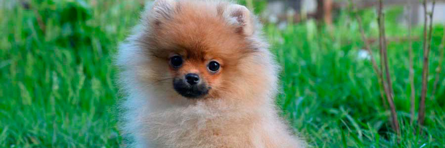 отдых с животными в отеле ЛЕС Арт Резорт