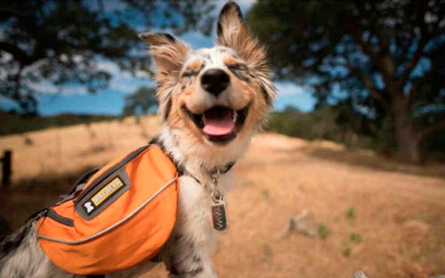 Правила проживания с животными в отеле ЛЕС Арт Резорт